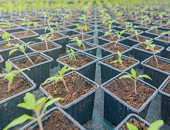Hackathon on predicting tomato seedling growth